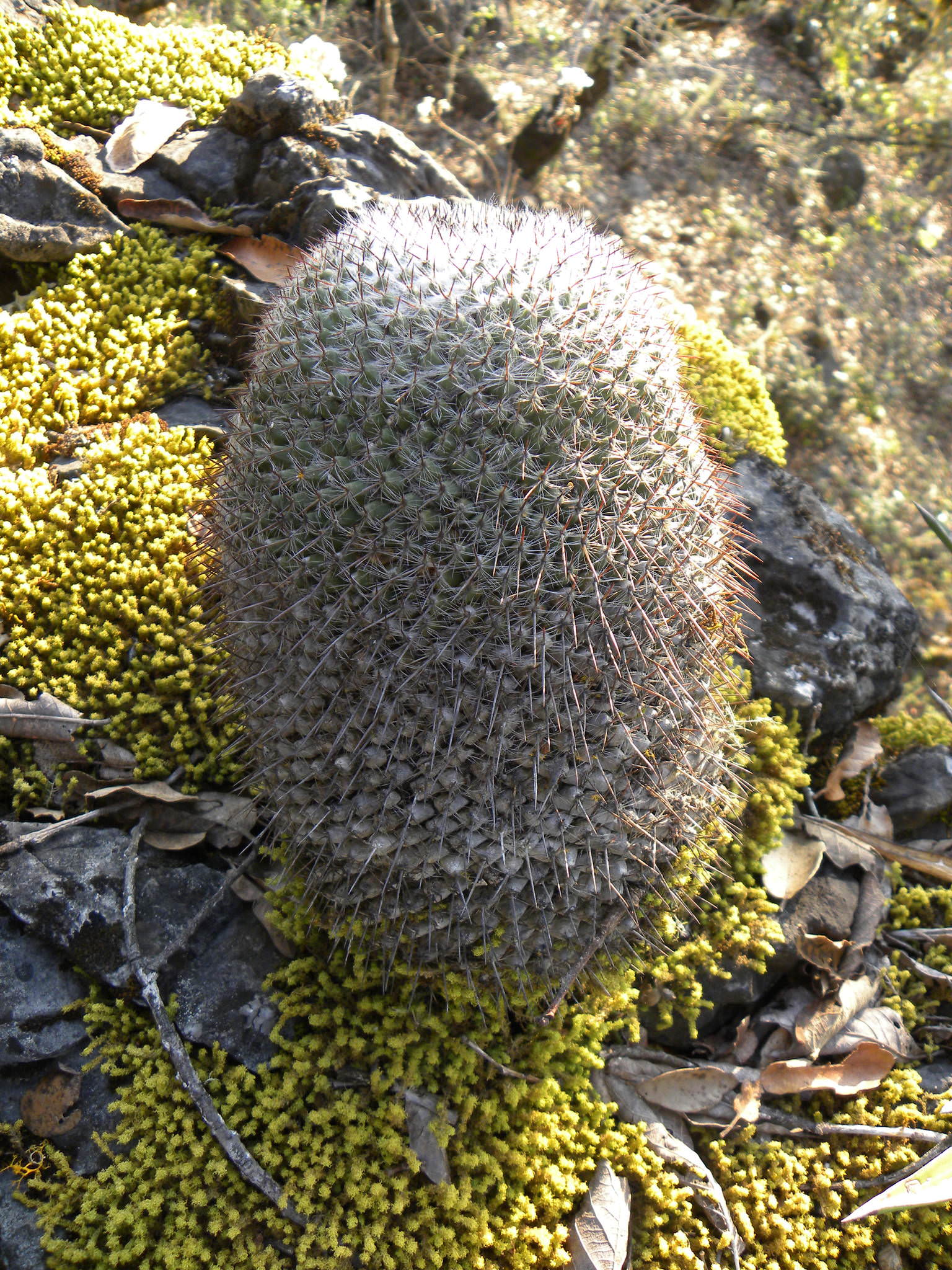 Mammillaria hahniana woodsii